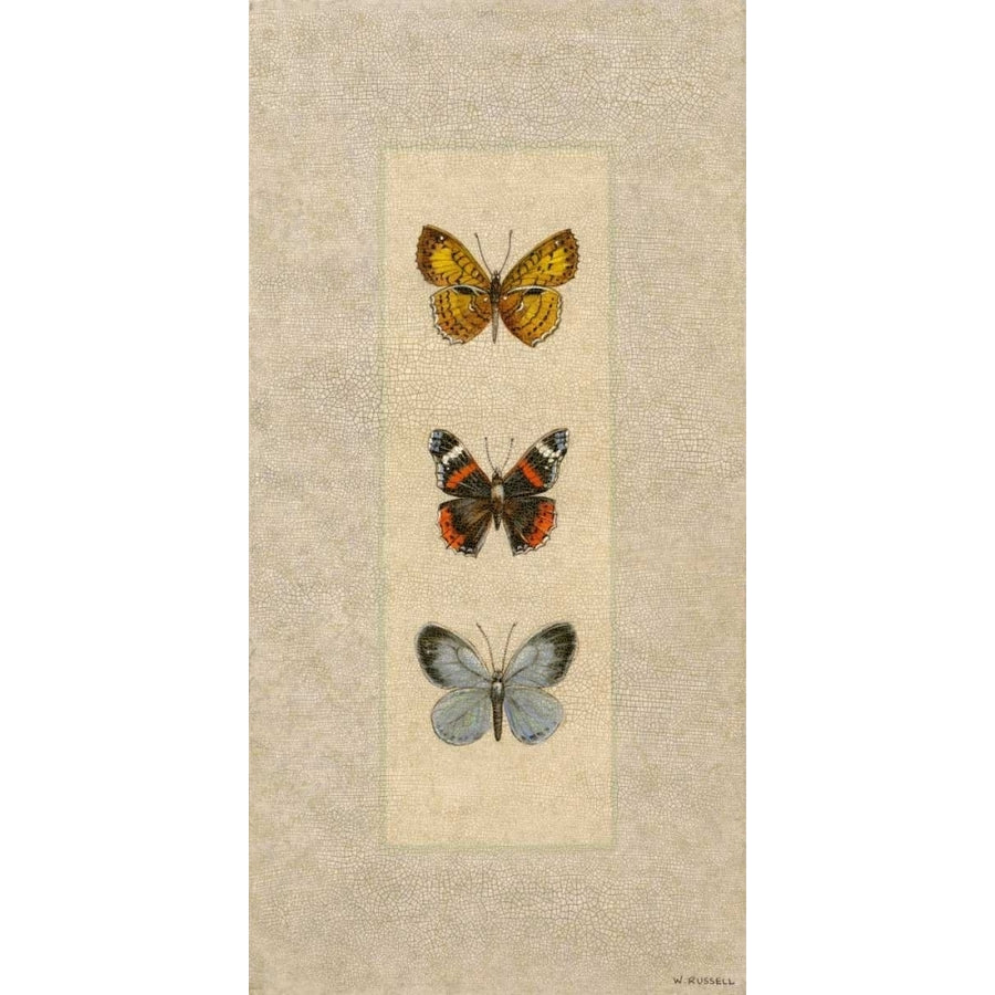 Butterfly Trio II Poster Print - Wendy Russell-VARPDX79233GG Image 1