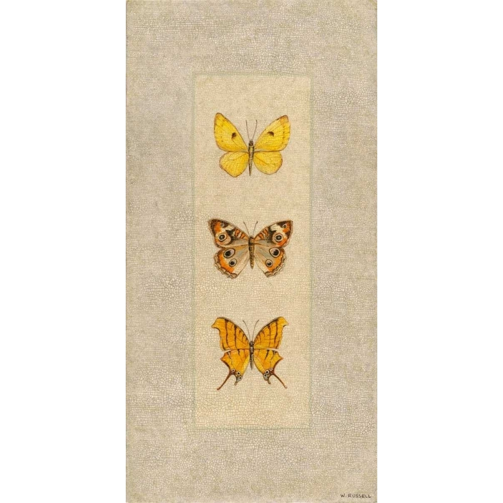 Butterfly Trio I Poster Print - Wendy Russell-VARPDX79232GG Image 1