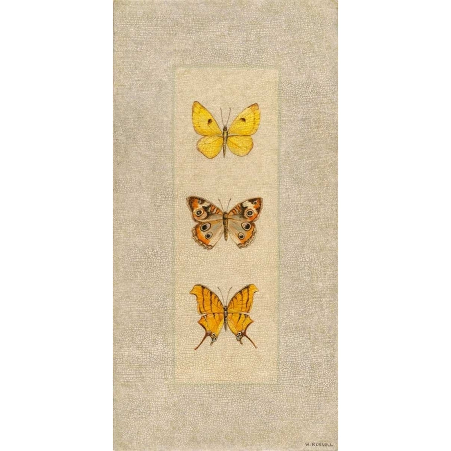 Butterfly Trio I Poster Print - Wendy Russell-VARPDX79232GG Image 1