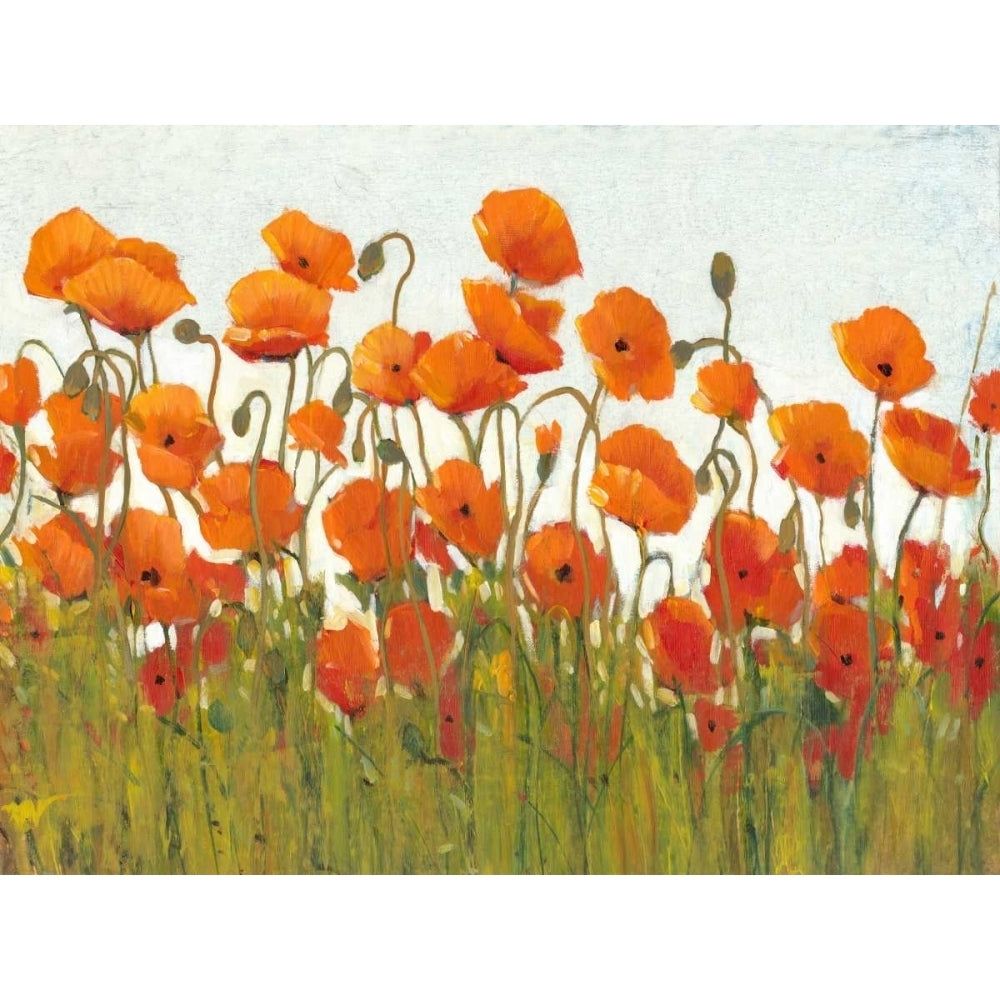 Rows of Poppies II Poster Print - Tim OToole-VARPDX79259GG Image 1