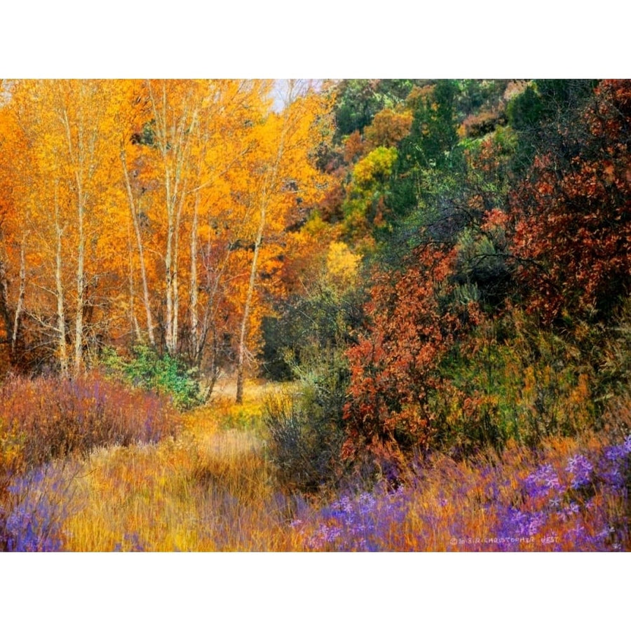 Lost Canyon Larkspurs I Poster Print - Chris Vest-VARPDX79251GG Image 1