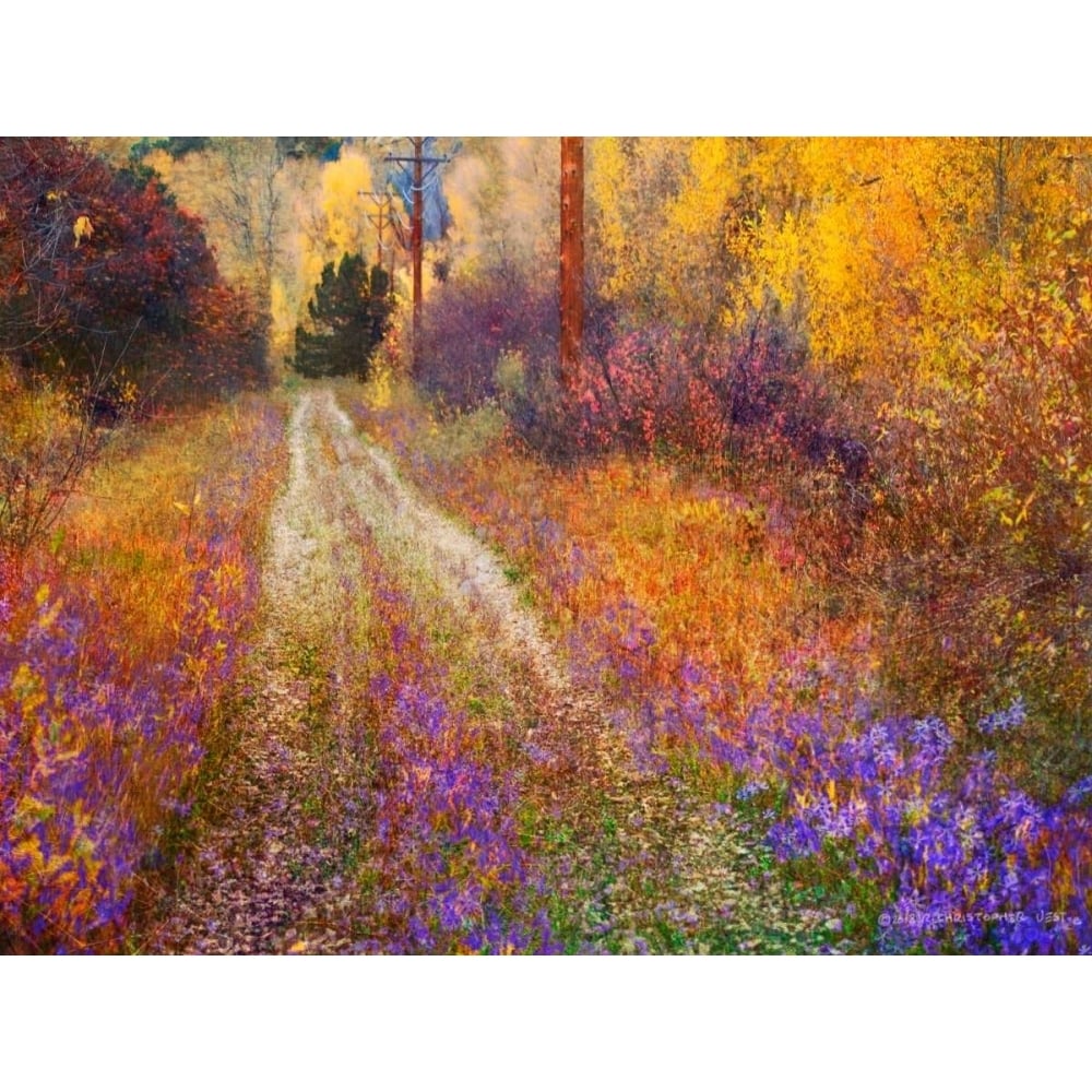 Lost Canyon Larkspurs II Poster Print - Chris Vest-VARPDX79252GG Image 1