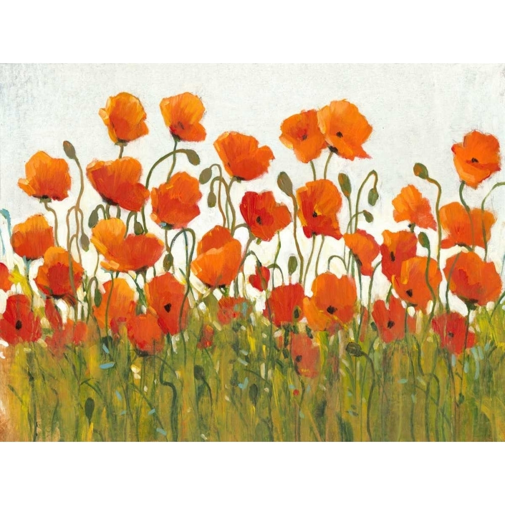 Rows of Poppies I Poster Print - Tim OToole-VARPDX79258GG Image 1