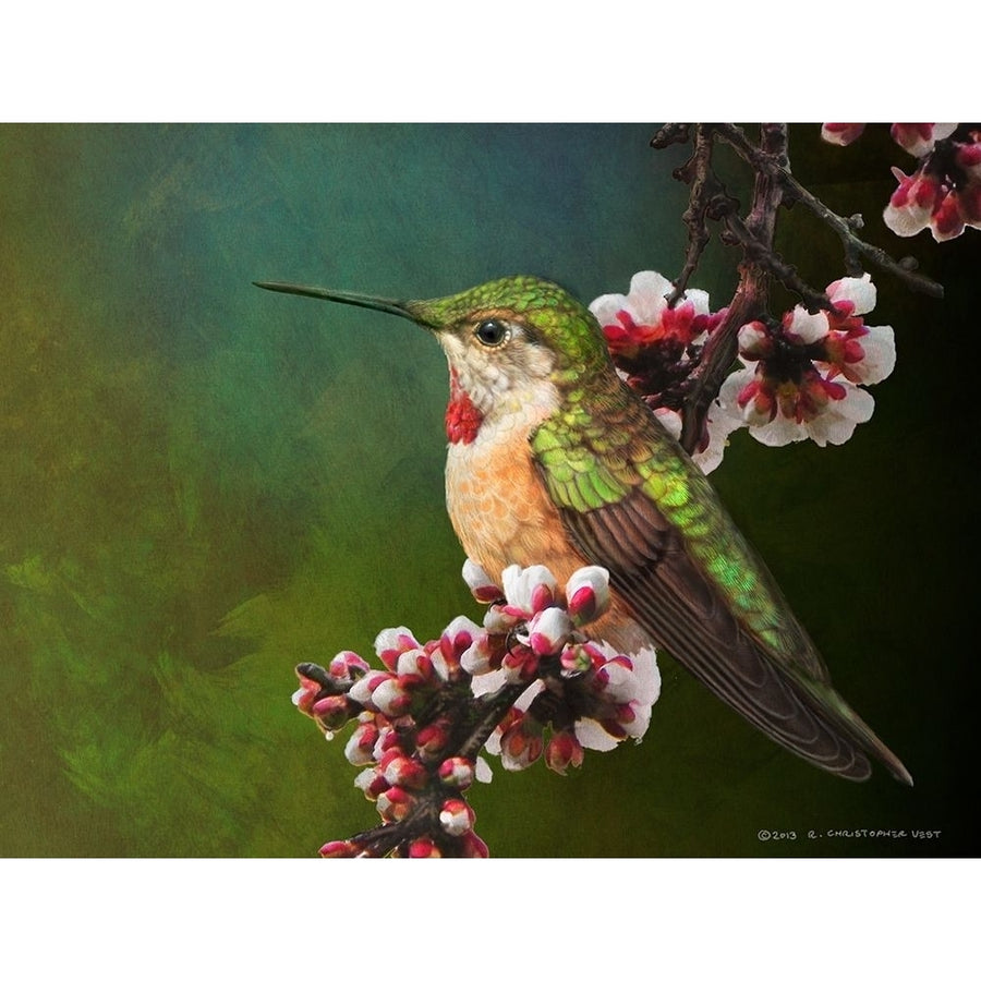 Hummer with Blossoms Poster Print - Chris Vest-VARPDX79310D Image 1