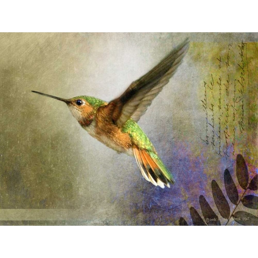 Hummer Flight Poster Print - Chris Vest-VARPDX79311D Image 1