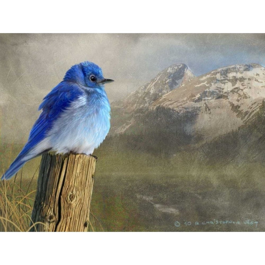 Mountain Blue Bird Poster Print - Chris Vest-VARPDX79314D Image 1