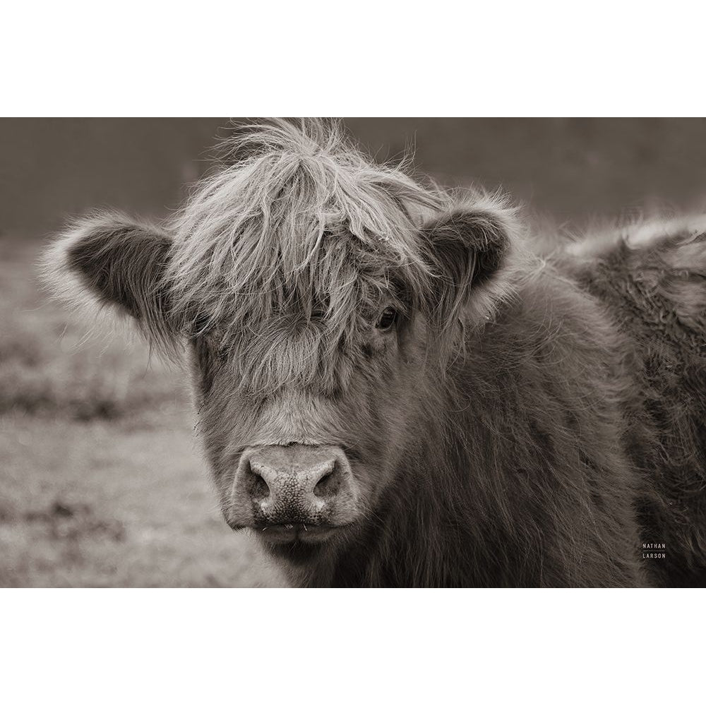 Highland Cow Do Neutral Poster Print - Nathan Larson-VARPDX79336 Image 1