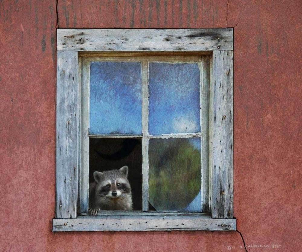 Raccoon Window Poster Print - Chris Vest-VARPDX79975GG Image 1