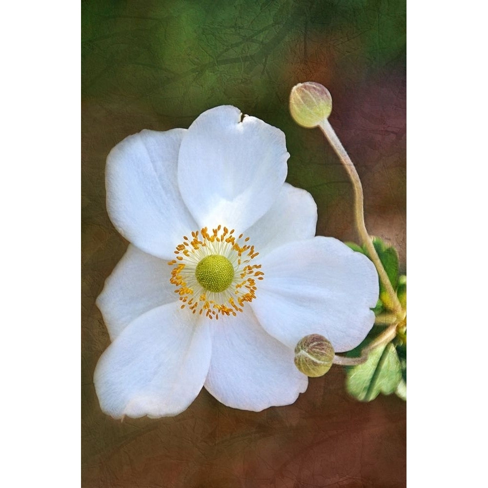 Playful Petals II by Leda Robertson-VARPDX80526 Image 1