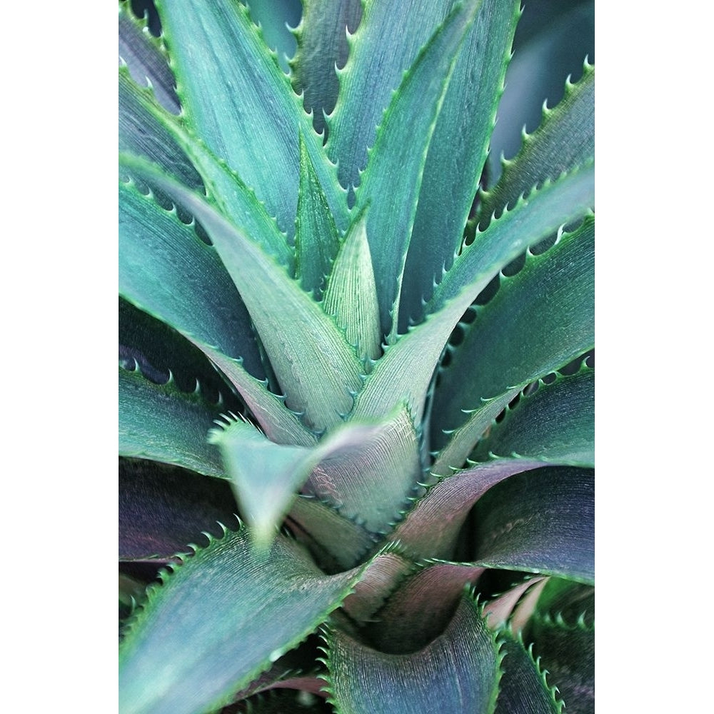 Spiny Succulent II by Leda Robertson-VARPDX80535 Image 1