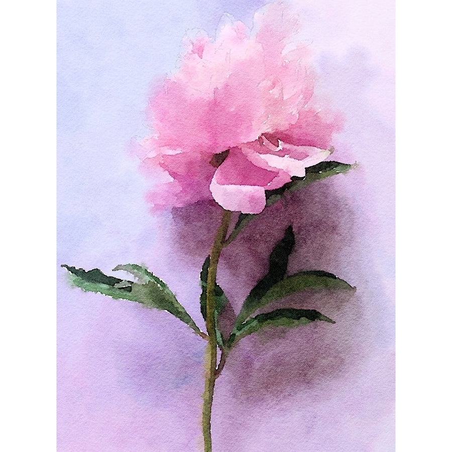 Pink Watercolor Peony III by Irena Orlov-VARPDX80955 Image 1