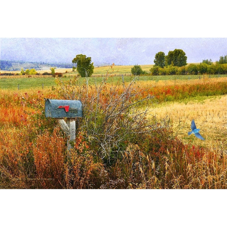 Ranch Mailbox by Christopher Vest-VARPDX81140 Image 1