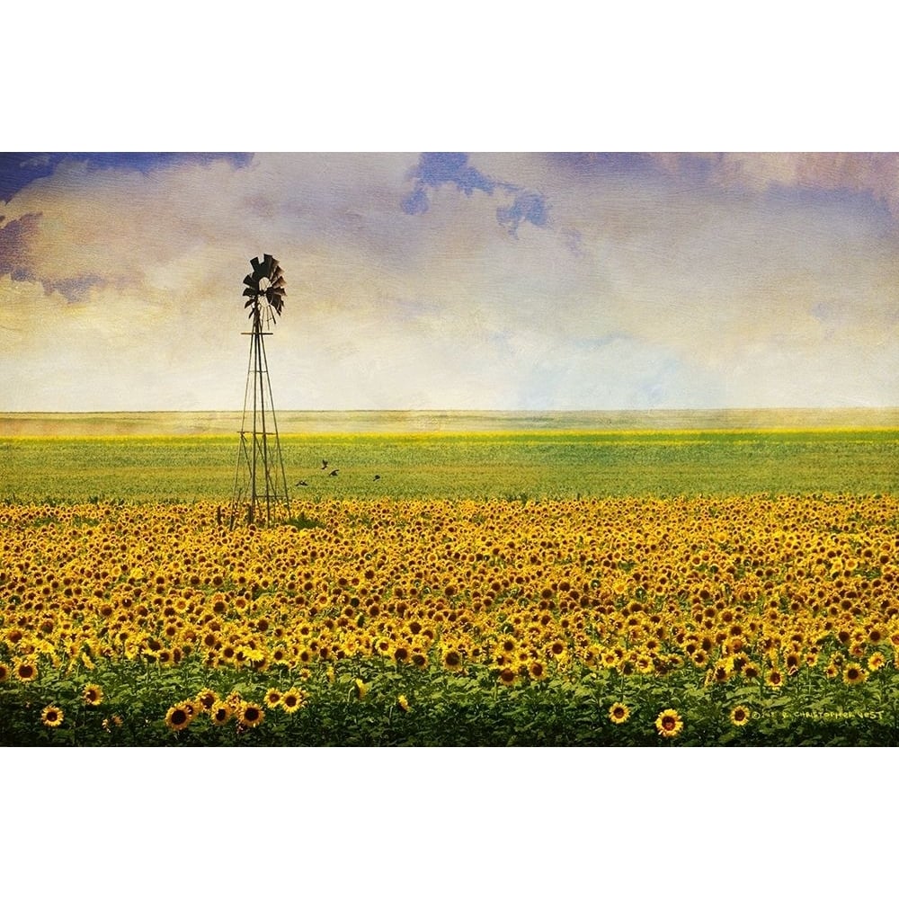 High Plains Sunflowers by Christopher Vest-VARPDX81160 Image 1