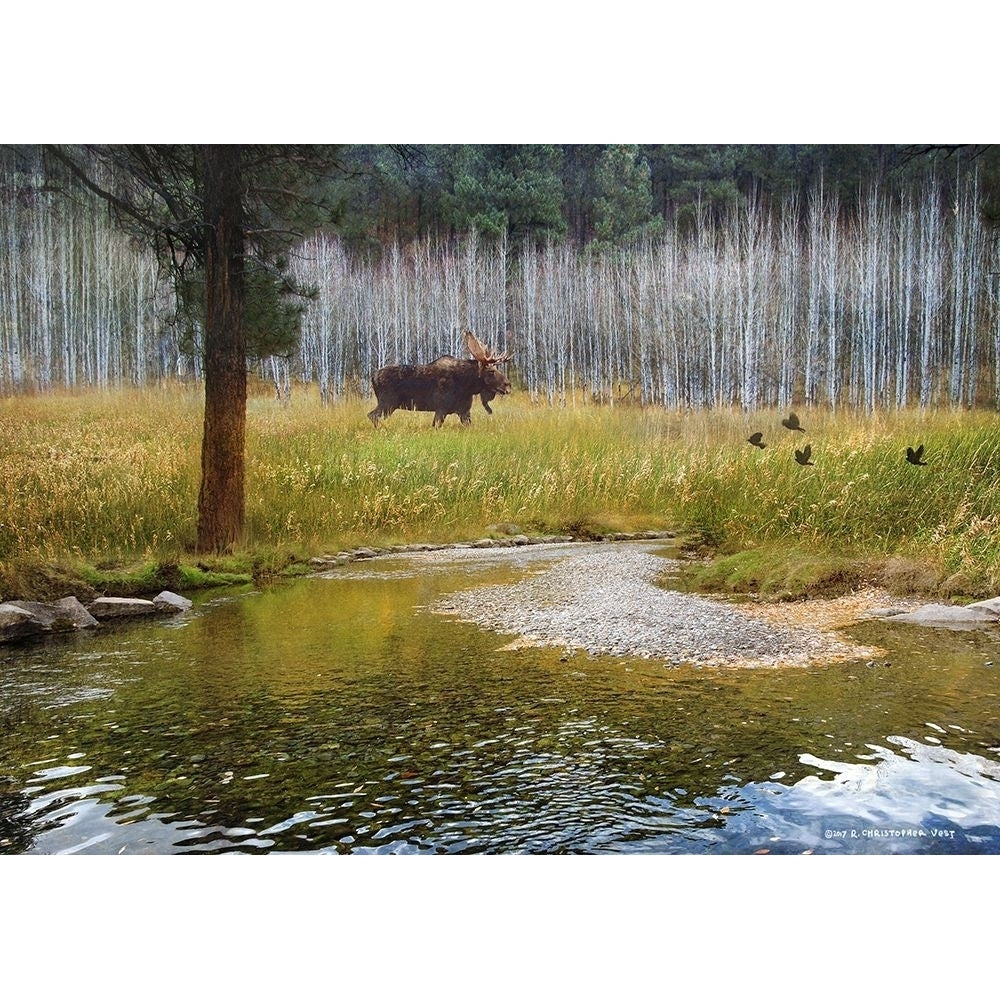 Moose in Forest Aspens by Christopher Vest-VARPDX81166 Image 1