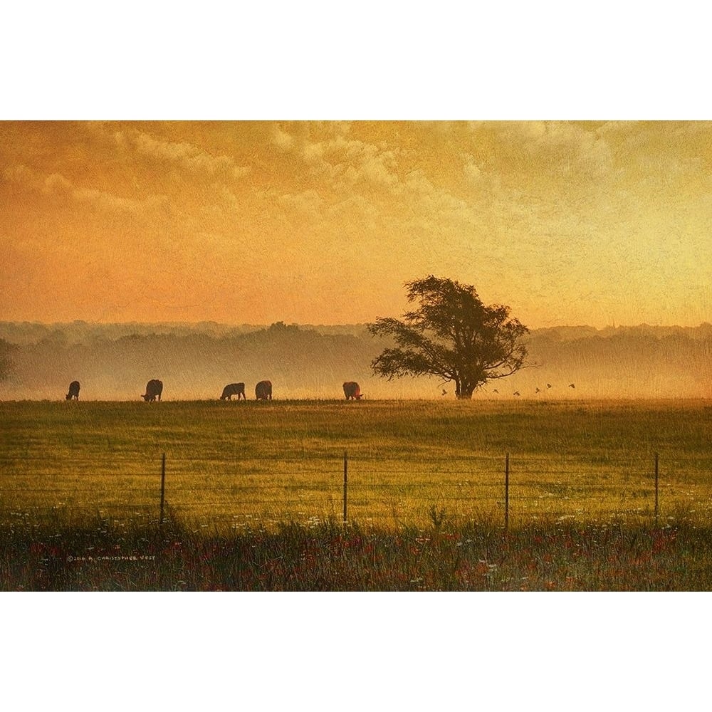 Lone Tree out in Kansas by Christopher Vest-VARPDX81162 Image 1