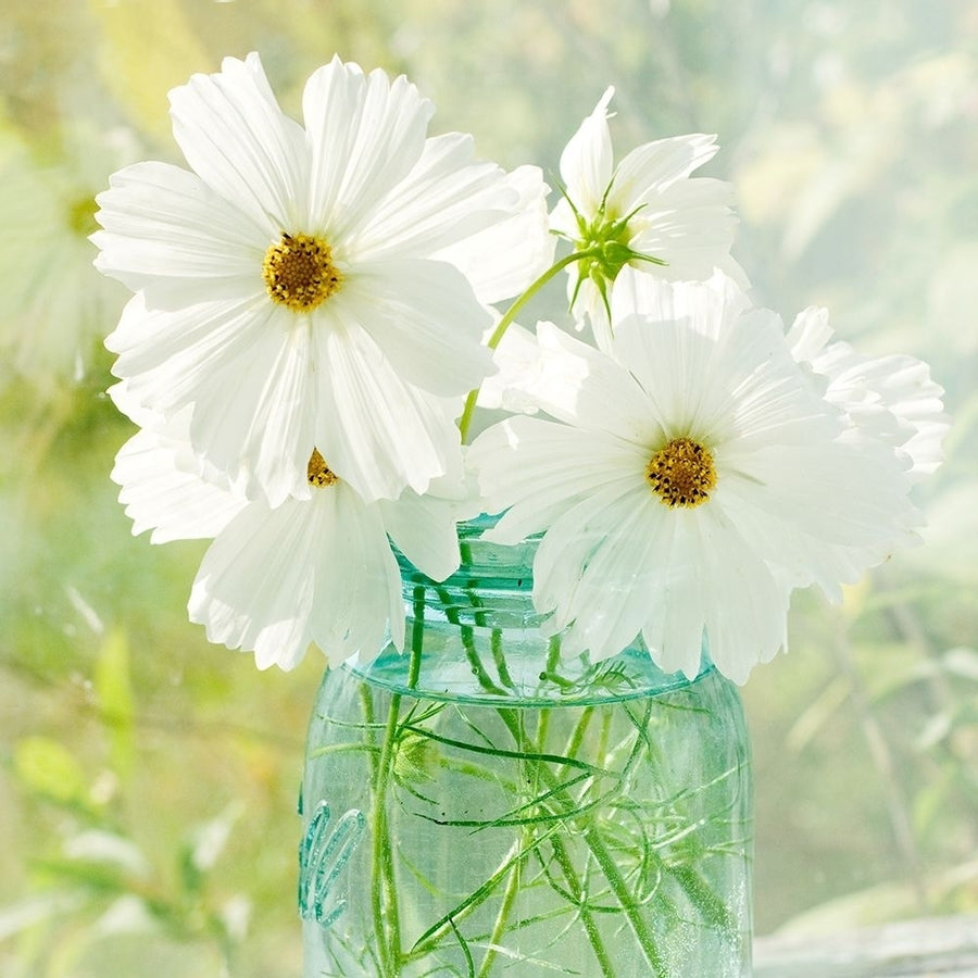 Jar of White Cosmo by Judy Stalus-VARPDX81325 Image 1