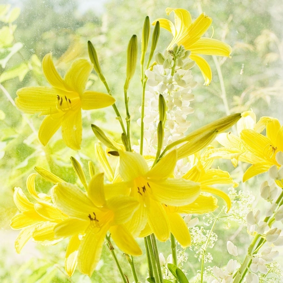 Lemon Lilies by Judy Stalus-VARPDX81322 Image 1