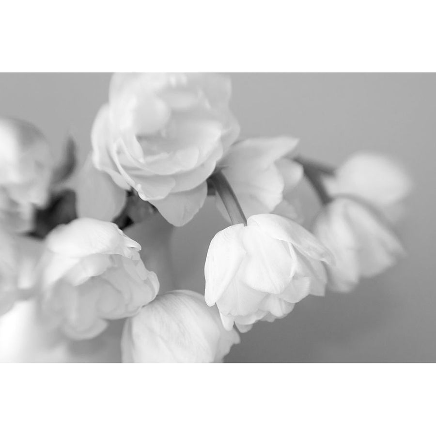 WhiteTulips by Judy Stalus-VARPDX81328 Image 1