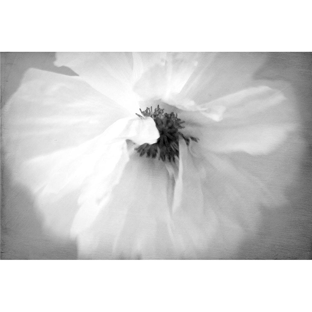 White Poppy by Judy Stalus-VARPDX81341 Image 1