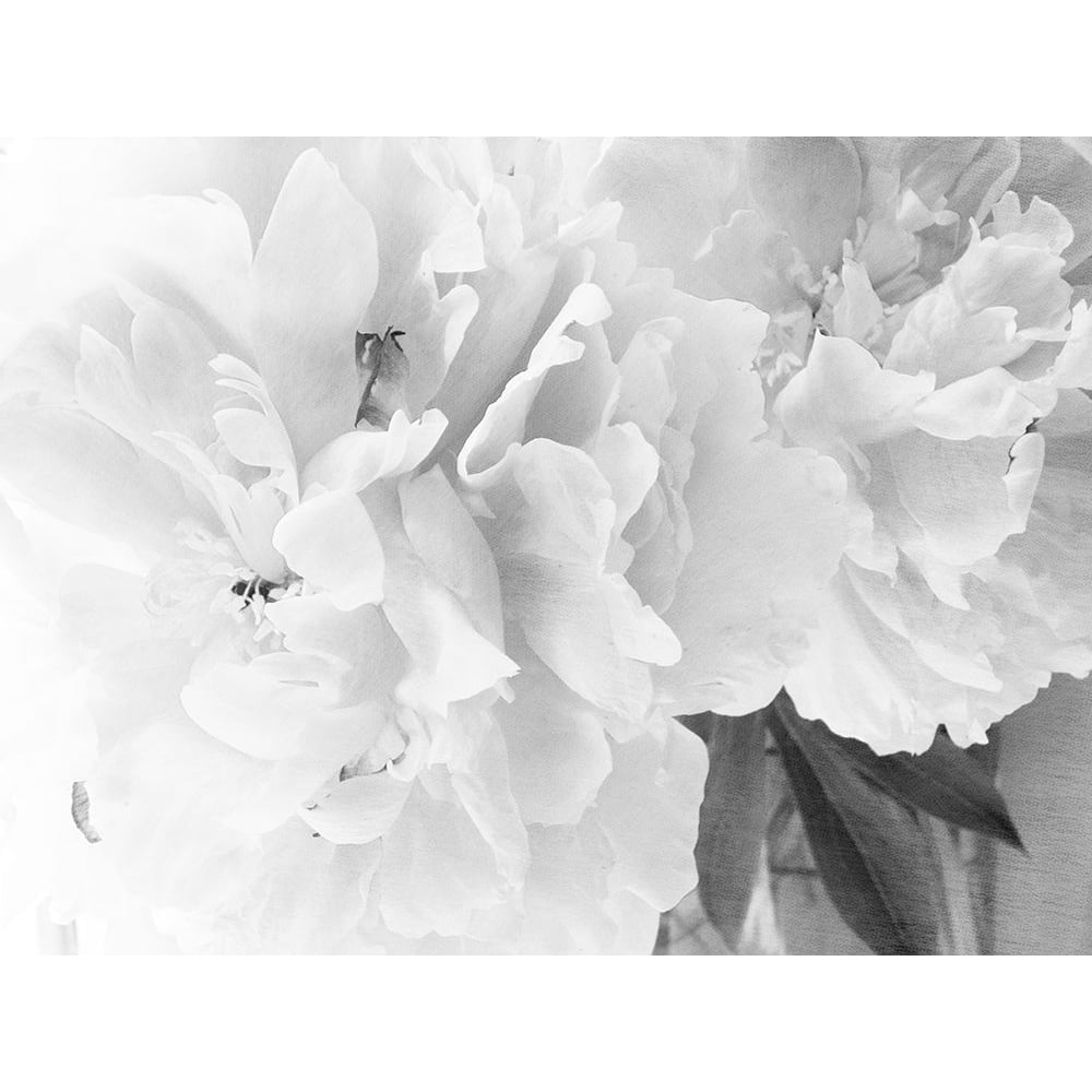 Peonies in White II by Judy Stalus-VARPDX81346 Image 1