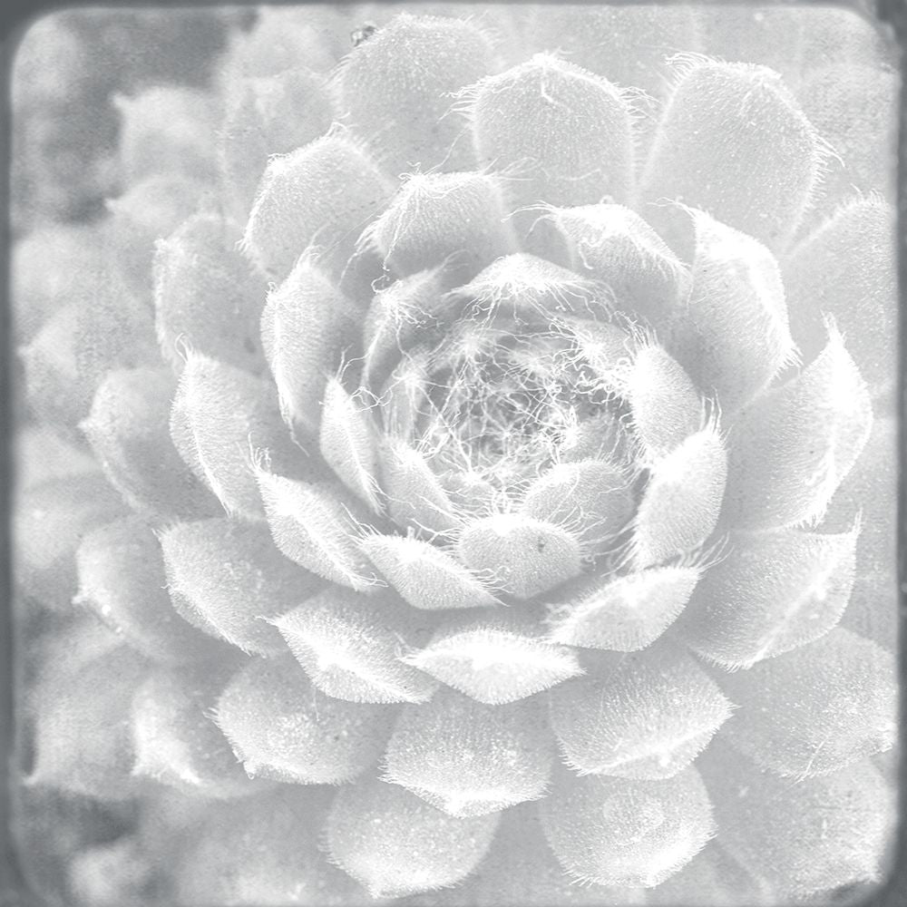 White Succulent by Judy Stalus-VARPDX81342 Image 1