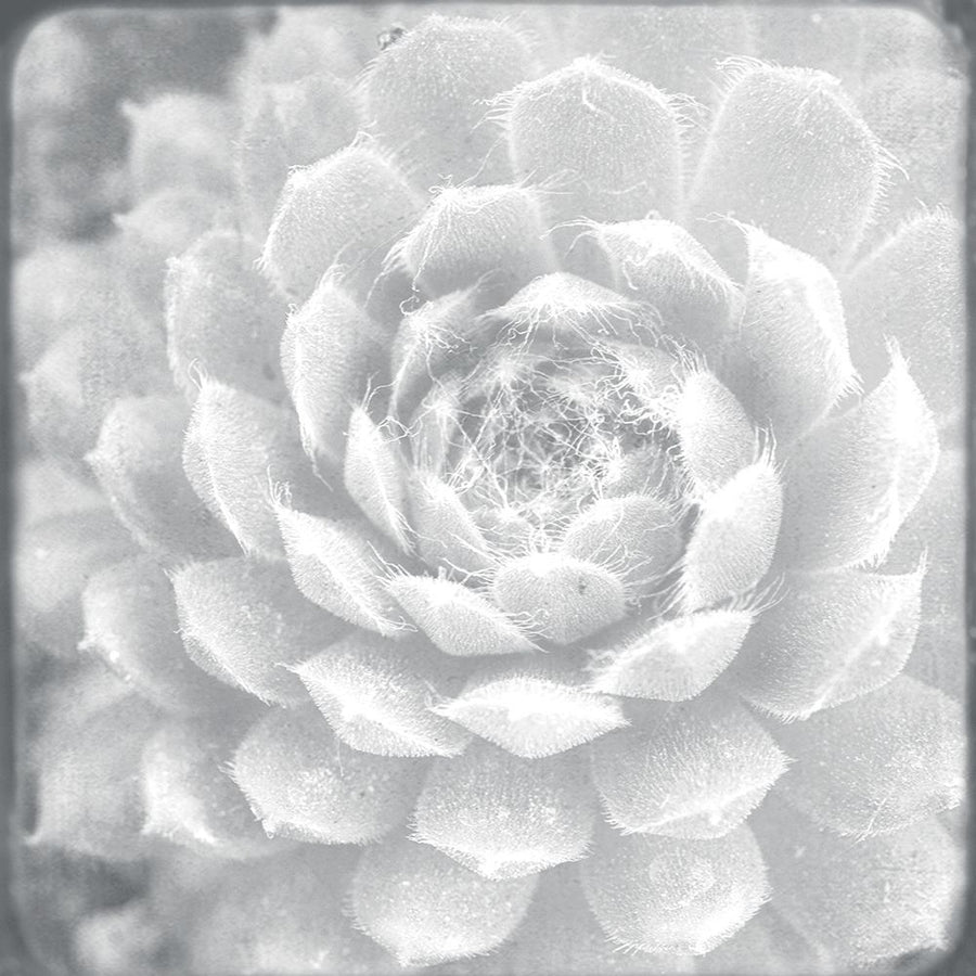 White Succulent by Judy Stalus-VARPDX81342 Image 1