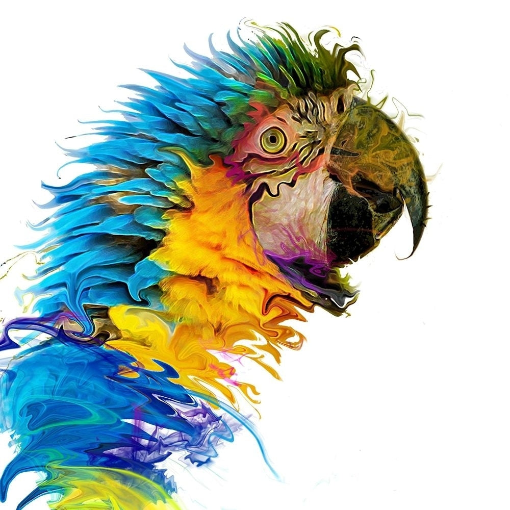 Parrot Paint by Karen Smith-VARPDX81374 Image 1