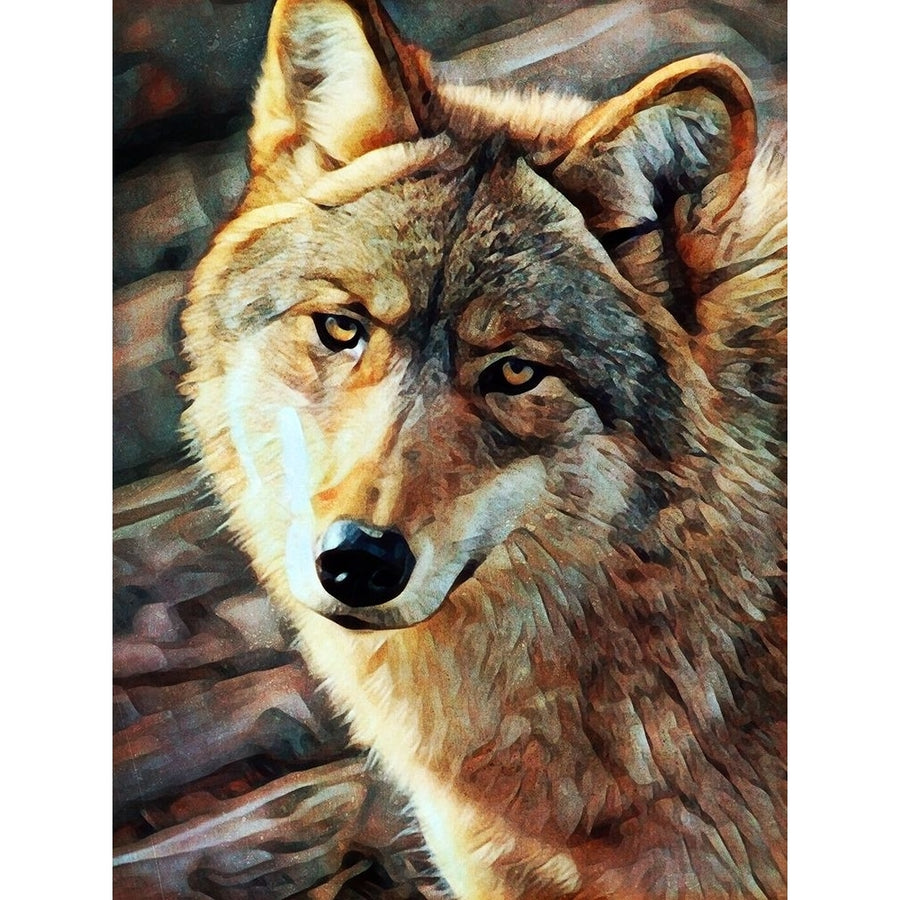 Gray Wolf Glare by Ashley Aldridge-VARPDX81673 Image 1