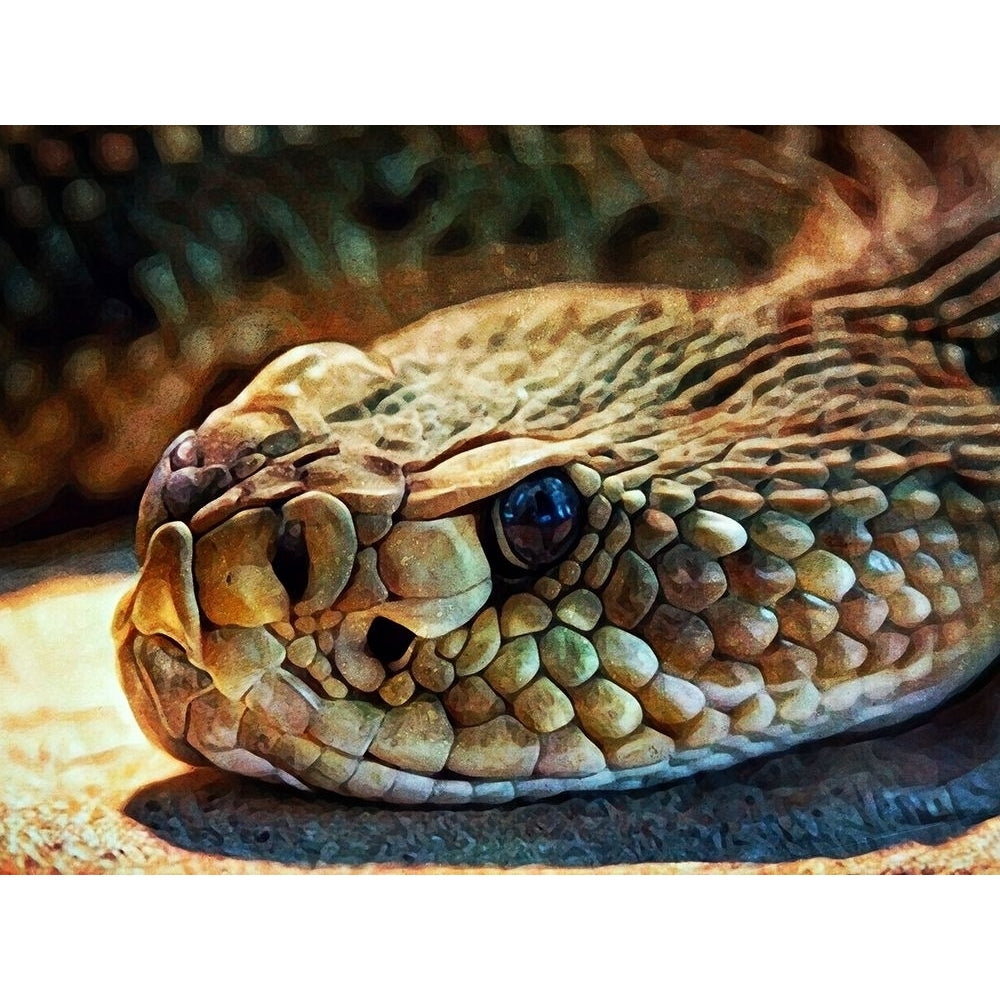 Diamondback Rattlesnake Stare by Ashley Aldridge-VARPDX81686 Image 1