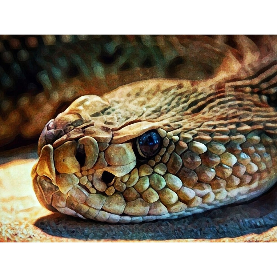 Diamondback Rattlesnake Stare by Ashley Aldridge-VARPDX81686 Image 1