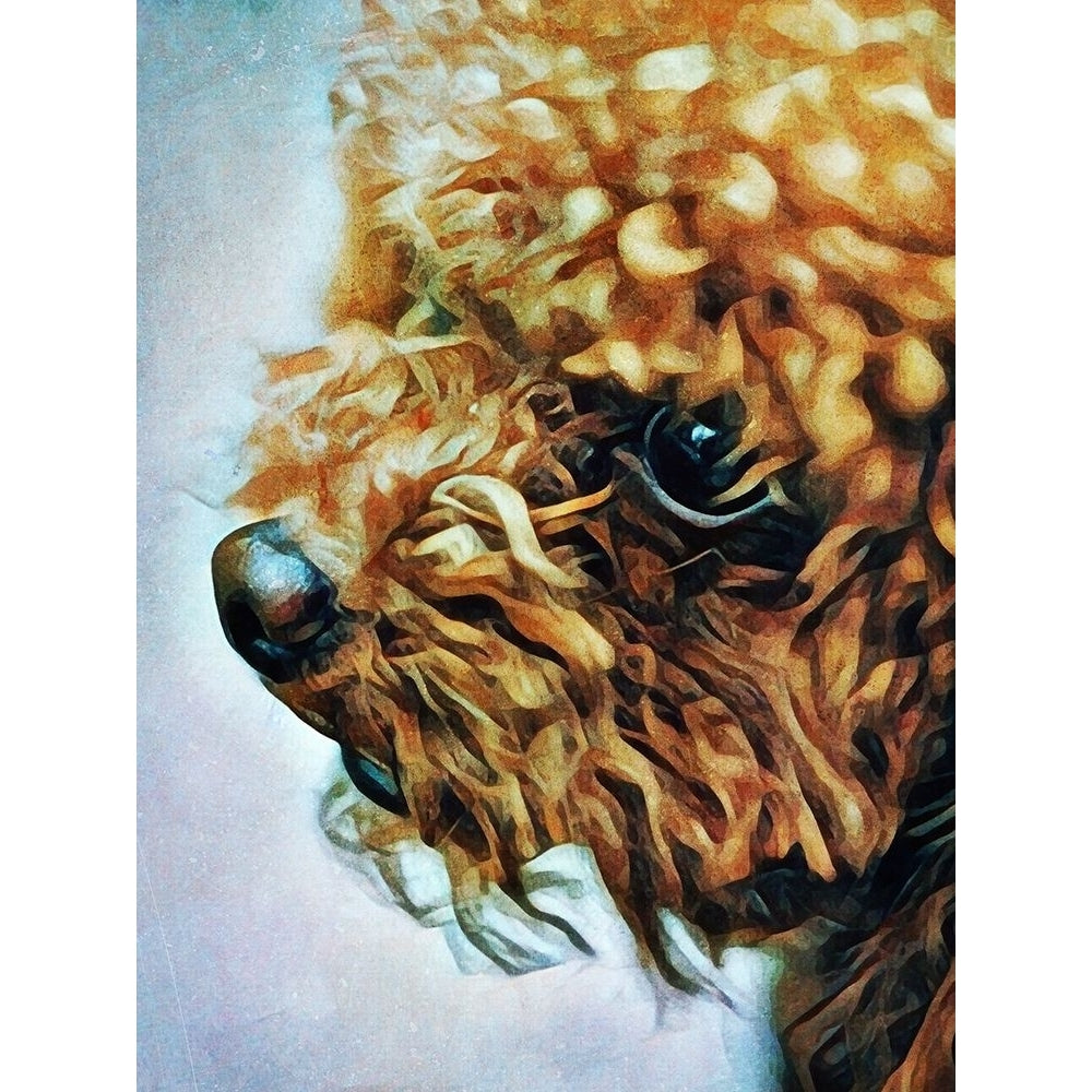 Apricot Toy Poodle Puff by Ashley Aldridge-VARPDX81687 Image 1