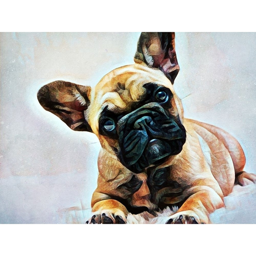 Fawn French Bulldog Puppy Pose by Ashley Aldridge-VARPDX81674 Image 1