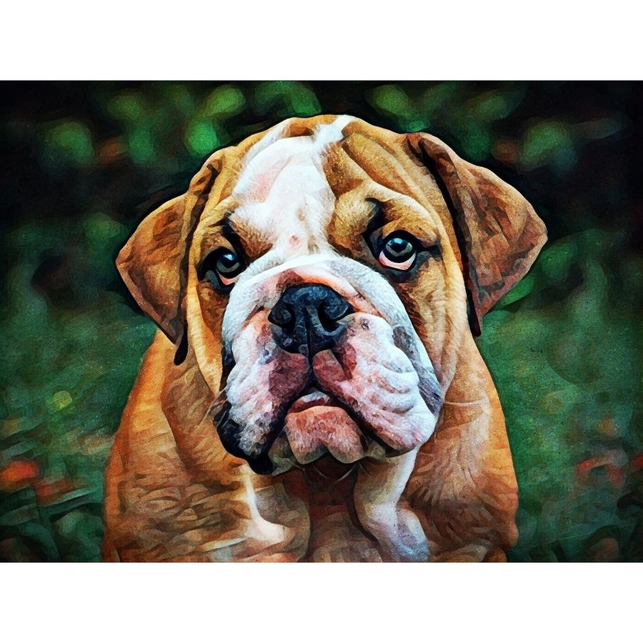 British Bulldog Puppy Pout by Ashley Aldridge-VARPDX81693 Image 1