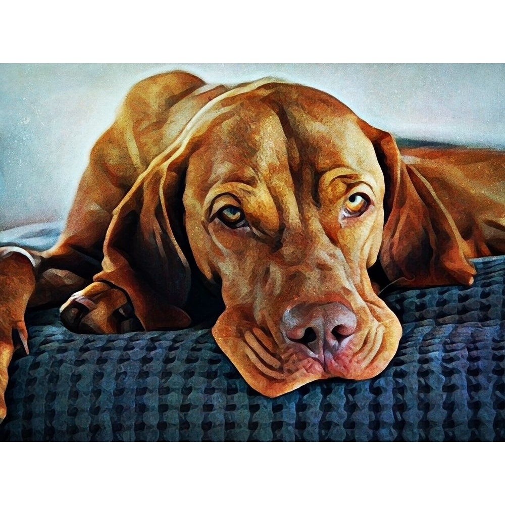 Hungarian Vizsla Time for Bed by Ashley Aldridge-VARPDX81757 Image 1