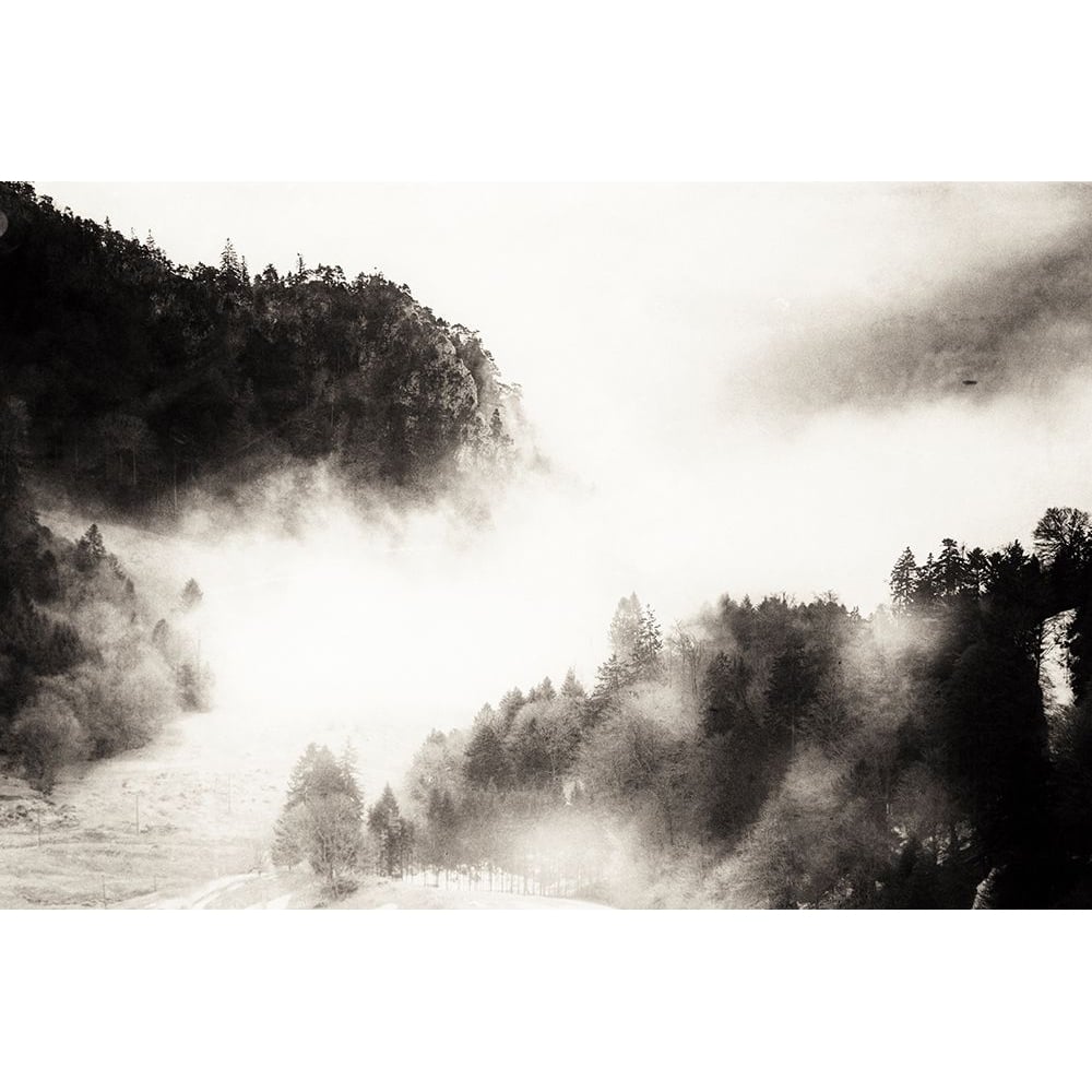 Fog in the Forest Poster Print - Kim Curinga-VARPDX81837 Image 1