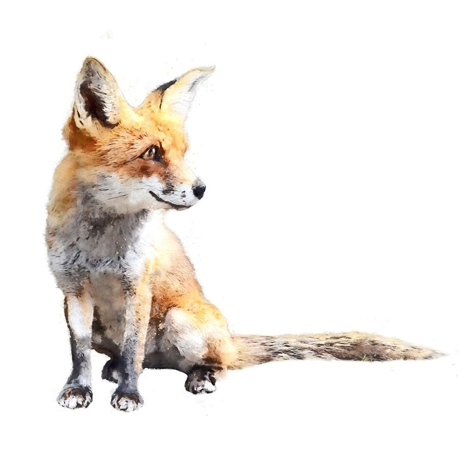 Inquisitive Fox Poster Print - Kim Curinga-VARPDX81865 Image 1