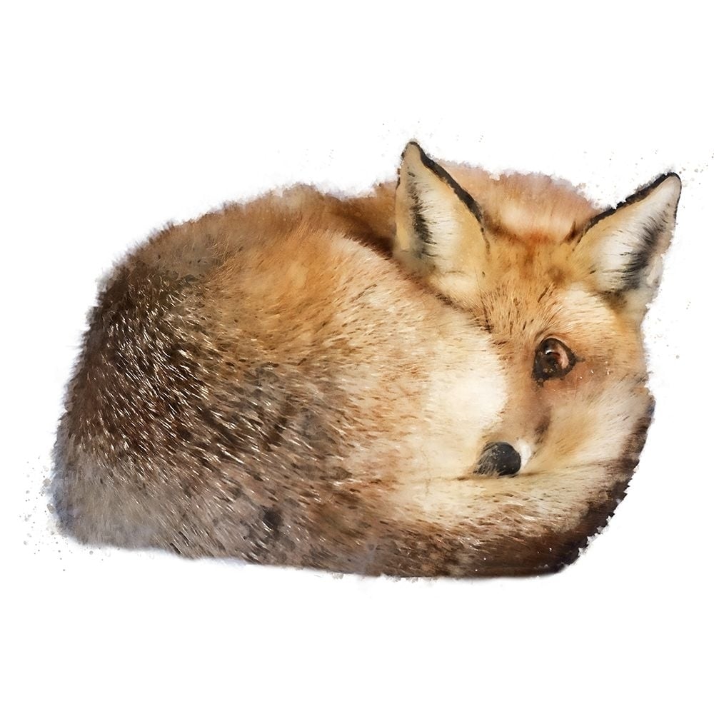 Sleeping Fox Poster Print - Kim Curinga-VARPDX81868 Image 1