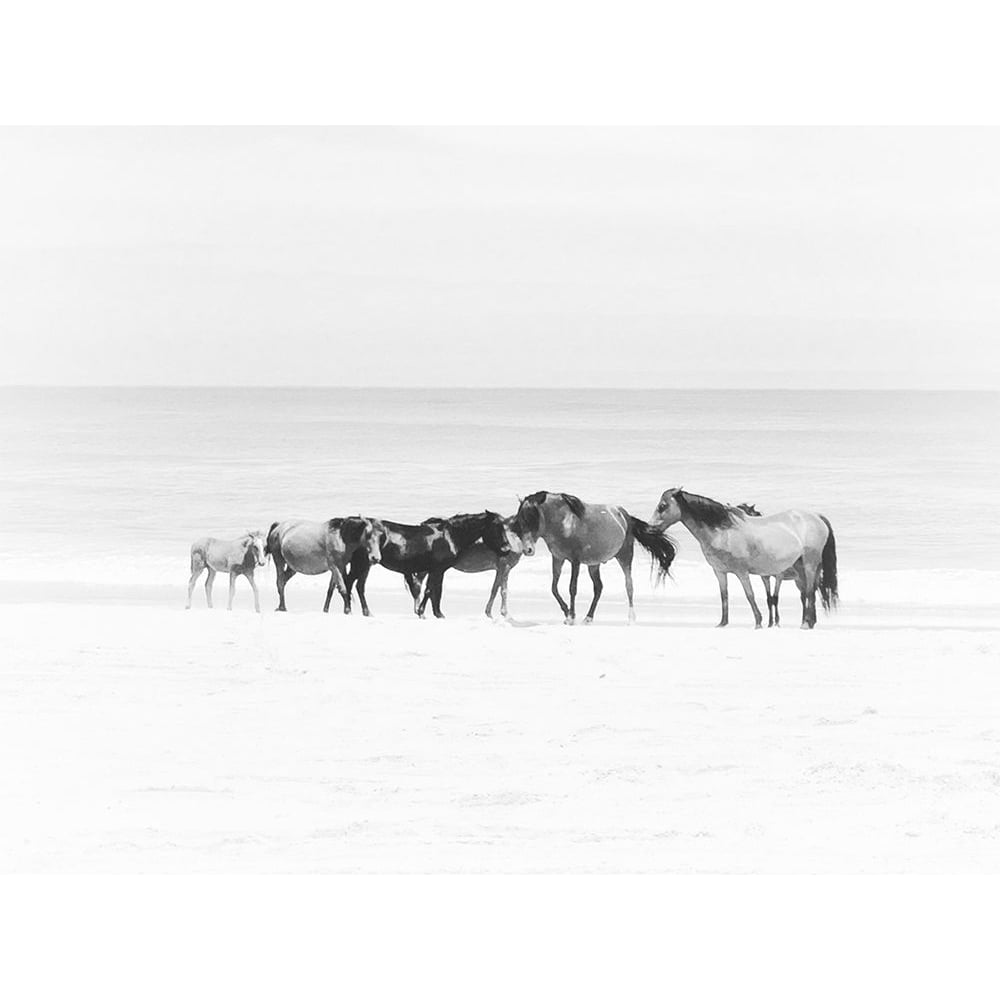 Corolla Beach Horses Poster Print - Kim Curinga-VARPDX81890 Image 1