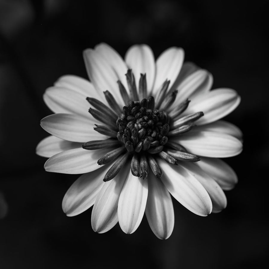 Sunny Bloom Monochrome Poster Print - Leah Maclean-VARPDX82067 Image 1