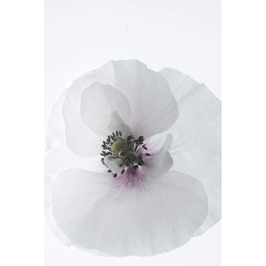 White Poppy Poster Print - Judy Stalus-VARPDX82171 Image 1