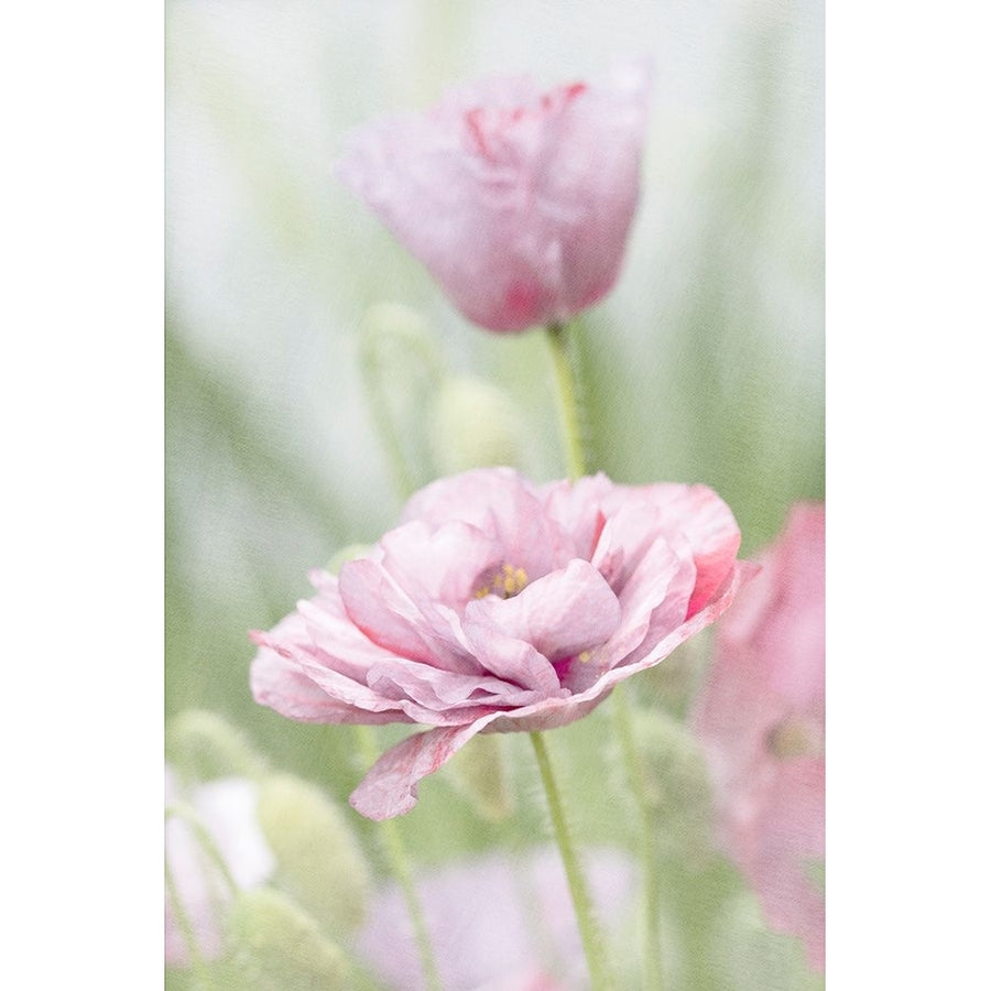 Two Poppies Poster Print - Judy Stalus-VARPDX82169 Image 1