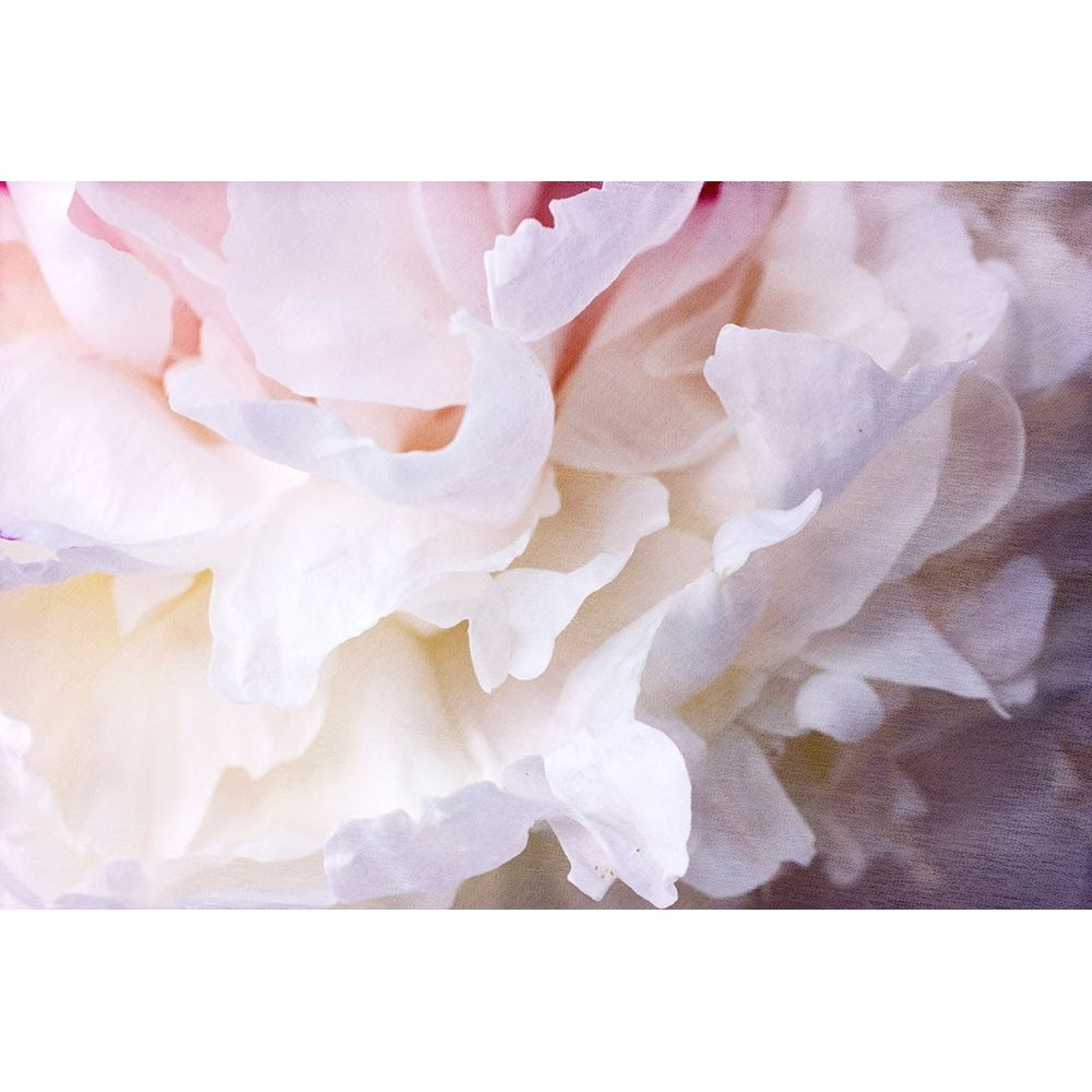 Peony Bliss Poster Print - Judy Stalus-VARPDX82173 Image 1