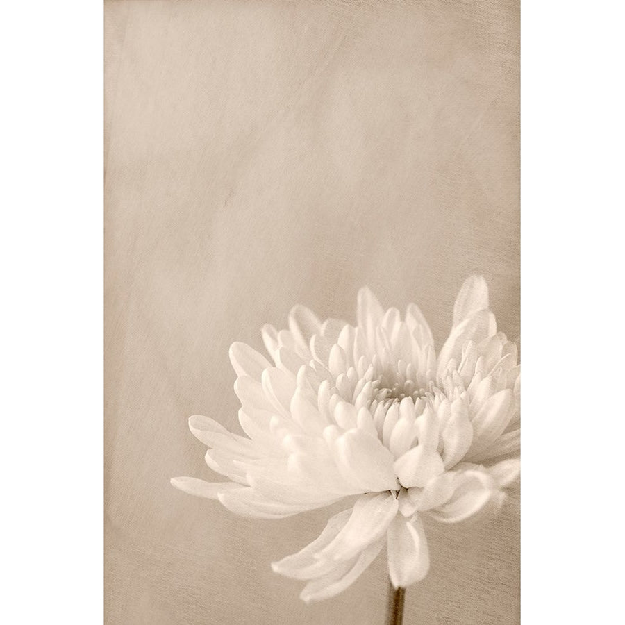 Crysanthemum Poster Print - Judy Stalus-VARPDX82191 Image 1