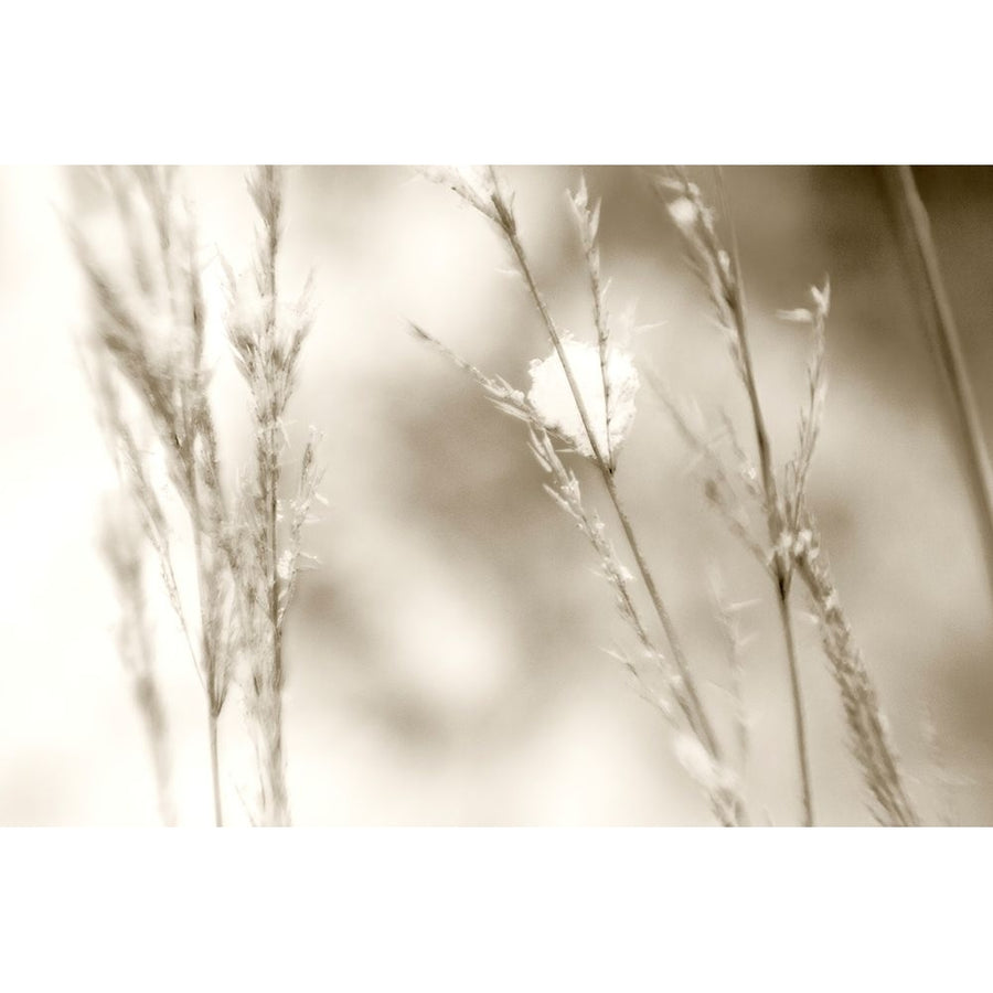 Grass at Dawn Poster Print - Judy Stalus-VARPDX82188 Image 1