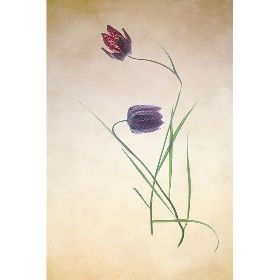 Fritillare III Poster Print - Judy Stalus-VARPDX82206 Image 1