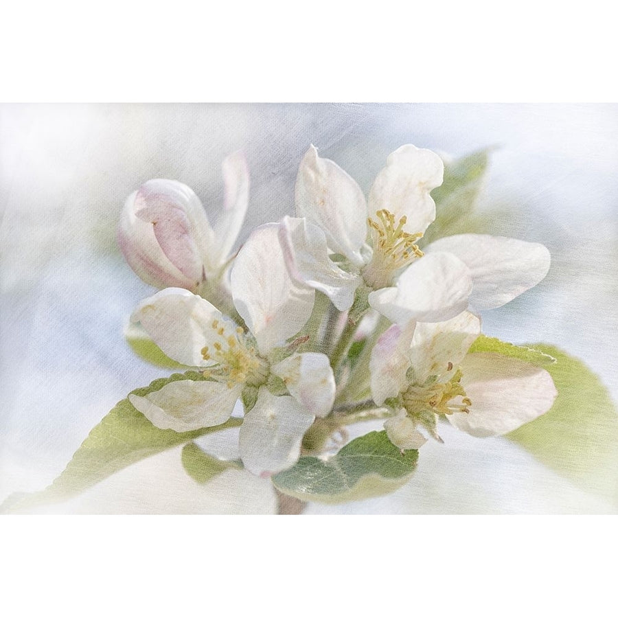 Spring Blossoms Poster Print - Judy Stalus-VARPDX82209 Image 1