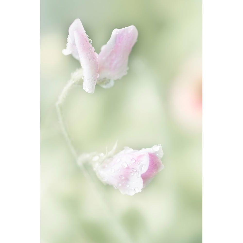 Pink Sweet Pea Poster Print - Judy Stalus-VARPDX82228 Image 1