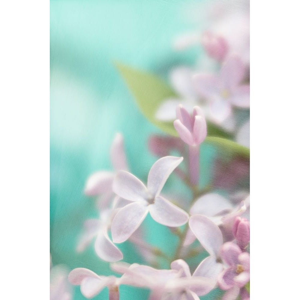 Lilac Flower Poster Print - Judy Stalus-VARPDX82220 Image 1