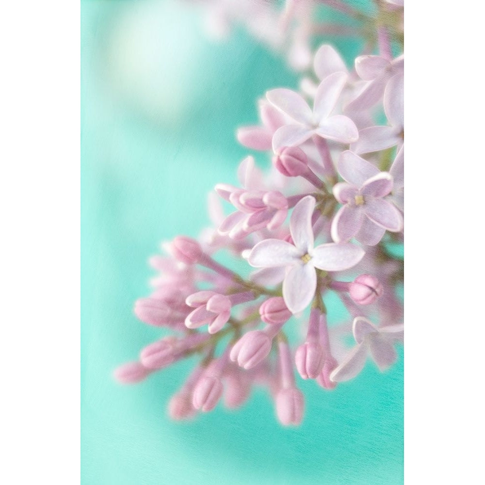 Lilac Poster Print - Judy Stalus-VARPDX82219 Image 1