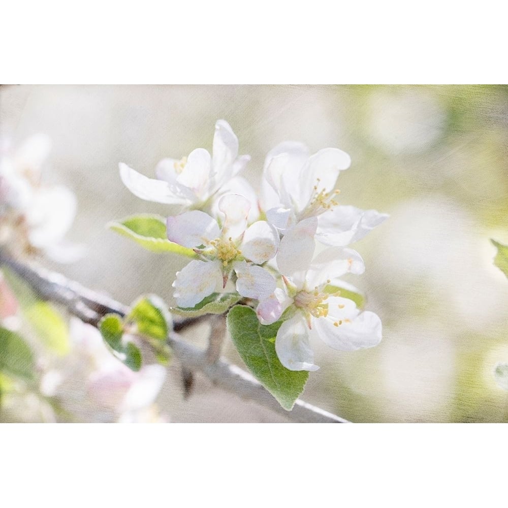 Apple Blossoms Poster Print - Judy Stalus-VARPDX82211 Image 1